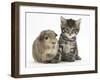 Cute Tabby Kitten, Fosset, 5 Weeks, with a Guinea Pig-Mark Taylor-Framed Photographic Print