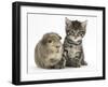 Cute Tabby Kitten, Fosset, 5 Weeks, with a Guinea Pig-Mark Taylor-Framed Photographic Print