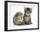 Cute Tabby Kitten, Fosset, 5 Weeks, with a Guinea Pig-Mark Taylor-Framed Photographic Print