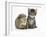 Cute Tabby Kitten, Fosset, 5 Weeks, with a Guinea Pig-Mark Taylor-Framed Photographic Print