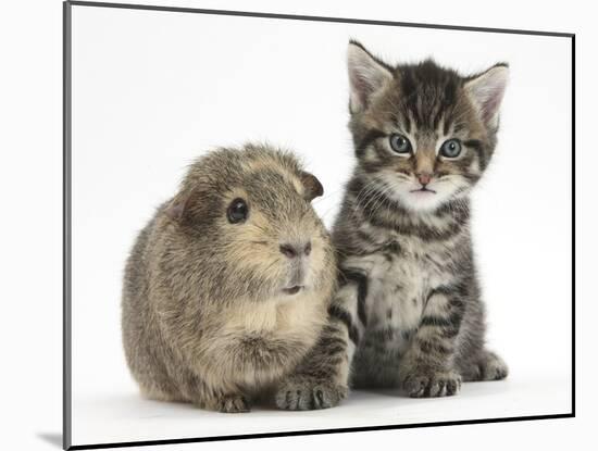 Cute Tabby Kitten, Fosset, 5 Weeks, with a Guinea Pig-Mark Taylor-Mounted Photographic Print