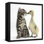 Cute Tabby Kitten, Fosset, 9 Weeks, Nose to Beak with Yellow Gosling-Mark Taylor-Framed Stretched Canvas