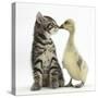Cute Tabby Kitten, Fosset, 9 Weeks, Nose to Beak with Yellow Gosling-Mark Taylor-Stretched Canvas