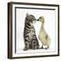 Cute Tabby Kitten, Fosset, 9 Weeks, Nose to Beak with Yellow Gosling-Mark Taylor-Framed Photographic Print