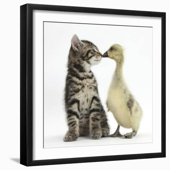 Cute Tabby Kitten, Fosset, 9 Weeks, Nose to Beak with Yellow Gosling-Mark Taylor-Framed Photographic Print
