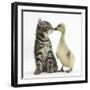 Cute Tabby Kitten, Fosset, 9 Weeks, Nose to Beak with Yellow Gosling-Mark Taylor-Framed Photographic Print