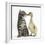 Cute Tabby Kitten, Fosset, 9 Weeks, Nose to Beak with Yellow Gosling-Mark Taylor-Framed Photographic Print