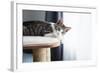 Cute Tabby Kitten Relaxing on Top of Cat Tree-Anna Hoychuk-Framed Photographic Print