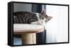 Cute Tabby Kitten Relaxing on Top of Cat Tree-Anna Hoychuk-Framed Stretched Canvas