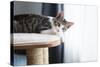 Cute Tabby Kitten Relaxing on Top of Cat Tree-Anna Hoychuk-Stretched Canvas