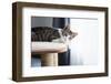 Cute Tabby Kitten Relaxing on Top of Cat Tree-Anna Hoychuk-Framed Photographic Print