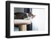 Cute Tabby Kitten Relaxing on Top of Cat Tree-Anna Hoychuk-Framed Photographic Print