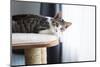 Cute Tabby Kitten Relaxing on Top of Cat Tree-Anna Hoychuk-Mounted Photographic Print
