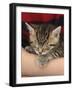 Cute Tabby Kitten, Stanley, 6 Weeks, Asleep in Someone's Arms-Mark Taylor-Framed Photographic Print