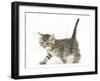 Cute Tabby Kitten, Stanley, 6 Weeks Old, Walking Across-Mark Taylor-Framed Photographic Print