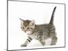 Cute Tabby Kitten, Stanley, 6 Weeks Old, Walking Across-Mark Taylor-Mounted Photographic Print