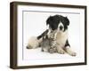 Cute Tabby Kitten, Stanley, 6 Weeks with Black and White Border Collie Bitch, Phoebe-Mark Taylor-Framed Premium Photographic Print