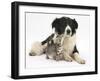 Cute Tabby Kitten, Stanley, 6 Weeks with Black and White Border Collie Bitch, Phoebe-Mark Taylor-Framed Premium Photographic Print