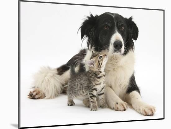 Cute Tabby Kitten, Stanley, 6 Weeks with Black and White Border Collie Bitch, Phoebe-Mark Taylor-Mounted Premium Photographic Print