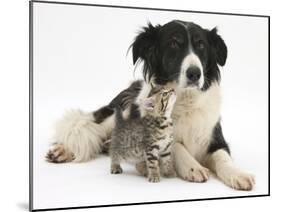 Cute Tabby Kitten, Stanley, 6 Weeks with Black and White Border Collie Bitch, Phoebe-Mark Taylor-Mounted Premium Photographic Print