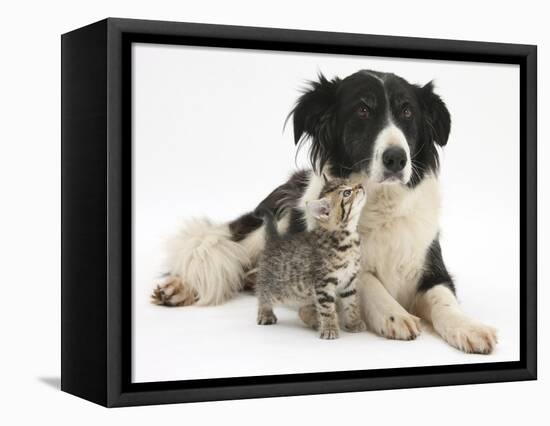 Cute Tabby Kitten, Stanley, 6 Weeks with Black and White Border Collie Bitch, Phoebe-Mark Taylor-Framed Stretched Canvas