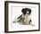 Cute Tabby Kitten, Stanley, 6 Weeks with Black and White Border Collie Bitch, Phoebe-Mark Taylor-Framed Photographic Print