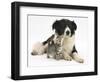 Cute Tabby Kitten, Stanley, 6 Weeks with Black and White Border Collie Bitch, Phoebe-Mark Taylor-Framed Photographic Print