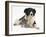 Cute Tabby Kitten, Stanley, 6 Weeks with Black and White Border Collie Bitch, Phoebe-Mark Taylor-Framed Photographic Print