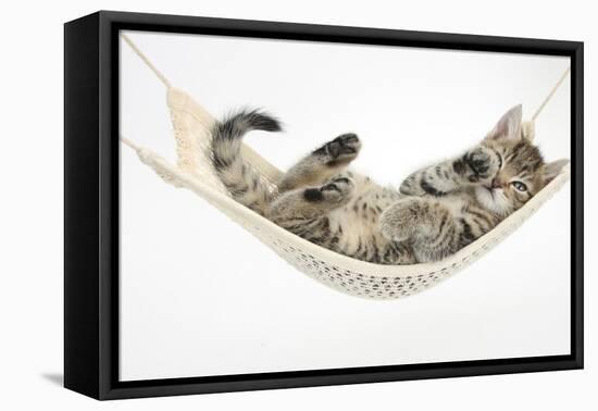 Cute Tabby Kitten, Stanley, 7 Weeks Old, Lying in a Hammock-Mark Taylor-Framed Stretched Canvas
