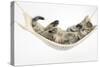 Cute Tabby Kitten, Stanley, 7 Weeks Old, Lying in a Hammock-Mark Taylor-Stretched Canvas