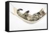 Cute Tabby Kitten, Stanley, 7 Weeks Old, Lying in a Hammock-Mark Taylor-Framed Stretched Canvas