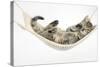 Cute Tabby Kitten, Stanley, 7 Weeks Old, Lying in a Hammock-Mark Taylor-Stretched Canvas