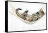 Cute Tabby Kitten, Stanley, 7 Weeks Old, Lying in a Hammock-Mark Taylor-Framed Stretched Canvas