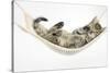 Cute Tabby Kitten, Stanley, 7 Weeks Old, Lying in a Hammock-Mark Taylor-Stretched Canvas