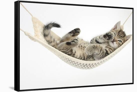 Cute Tabby Kitten, Stanley, 7 Weeks Old, Lying in a Hammock-Mark Taylor-Framed Stretched Canvas