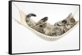 Cute Tabby Kitten, Stanley, 7 Weeks Old, Lying in a Hammock-Mark Taylor-Framed Stretched Canvas