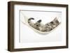 Cute Tabby Kitten, Stanley, 7 Weeks Old, Lying in a Hammock-Mark Taylor-Framed Premium Photographic Print