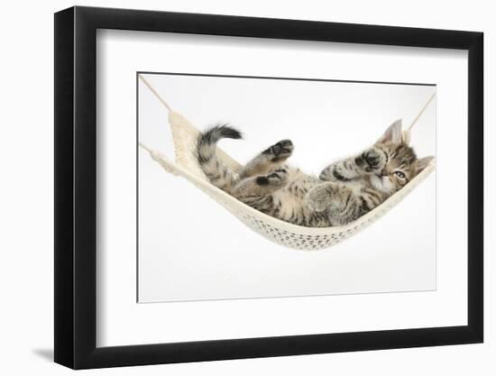 Cute Tabby Kitten, Stanley, 7 Weeks Old, Lying in a Hammock-Mark Taylor-Framed Photographic Print