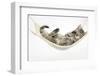 Cute Tabby Kitten, Stanley, 7 Weeks Old, Lying in a Hammock-Mark Taylor-Framed Photographic Print