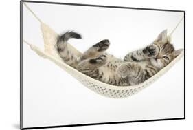 Cute Tabby Kitten, Stanley, 7 Weeks Old, Lying in a Hammock-Mark Taylor-Mounted Photographic Print