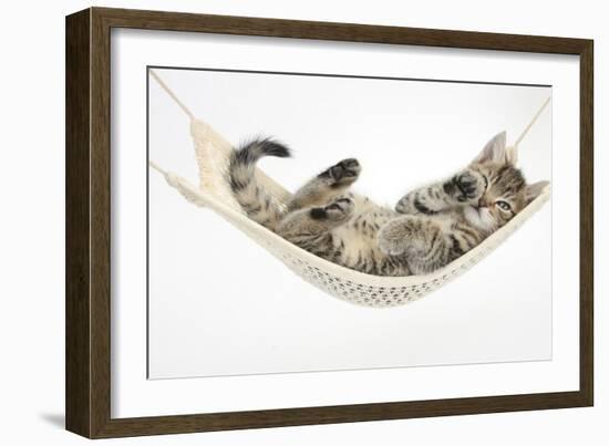 Cute Tabby Kitten, Stanley, 7 Weeks Old, Lying in a Hammock-Mark Taylor-Framed Photographic Print
