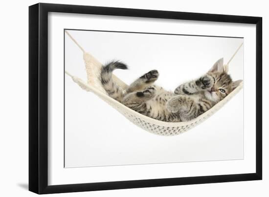 Cute Tabby Kitten, Stanley, 7 Weeks Old, Lying in a Hammock-Mark Taylor-Framed Photographic Print