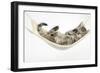 Cute Tabby Kitten, Stanley, 7 Weeks Old, Lying in a Hammock-Mark Taylor-Framed Photographic Print