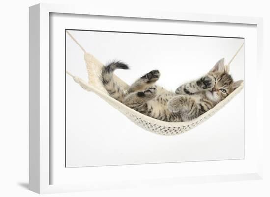 Cute Tabby Kitten, Stanley, 7 Weeks Old, Lying in a Hammock-Mark Taylor-Framed Photographic Print