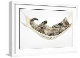 Cute Tabby Kitten, Stanley, 7 Weeks Old, Lying in a Hammock-Mark Taylor-Framed Photographic Print