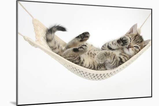 Cute Tabby Kitten, Stanley, 7 Weeks Old, Lying in a Hammock-Mark Taylor-Mounted Photographic Print