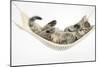 Cute Tabby Kitten, Stanley, 7 Weeks Old, Lying in a Hammock-Mark Taylor-Mounted Photographic Print