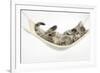 Cute Tabby Kitten, Stanley, 7 Weeks Old, Lying in a Hammock-Mark Taylor-Framed Photographic Print