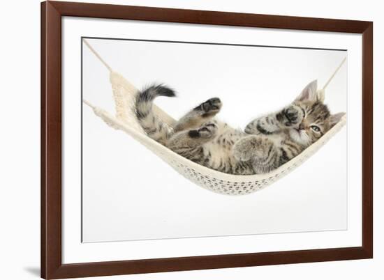 Cute Tabby Kitten, Stanley, 7 Weeks Old, Lying in a Hammock-Mark Taylor-Framed Photographic Print