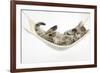 Cute Tabby Kitten, Stanley, 7 Weeks Old, Lying in a Hammock-Mark Taylor-Framed Photographic Print